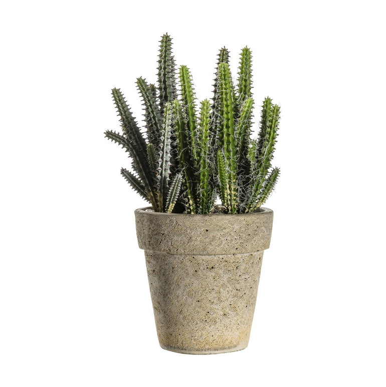 Cactus Cereus with Cement Pot