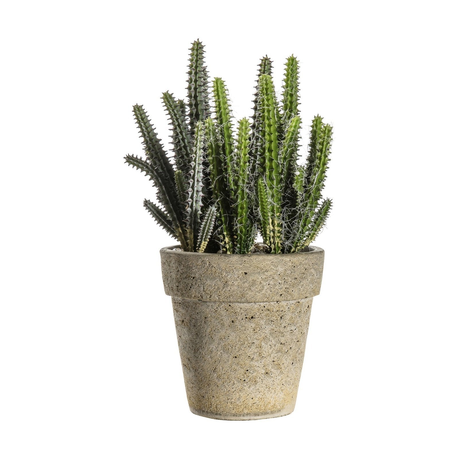 Cactus Cereus with Cement Pot